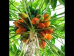Descubre la deliciosa Papaya con Pocas Semillas: Ideal para disfrutar sin interrupciones