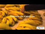 Descubre las distintas variedades de bananas: ¿Cuántas existen?