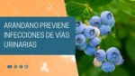 Descubre los sorprendentes beneficios del arándano para tu embarazo