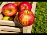 Descubre los diferentes tipos de manzana que se cultivan en Argentina