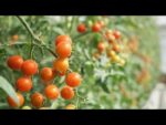 Descubre los Secretos de los Tomates Cherry: Sabor Intenso en un Bocado