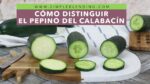 Descubre qué es el calabacín y su presencia en Argentina