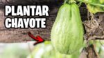 Descubriendo el Chayote: Su presencia en Argentina y sus beneficios