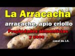 La arracacha: Un cultivo prometedor en Argentina