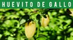Pisingallo: El Fruto Saludable y Delicioso
